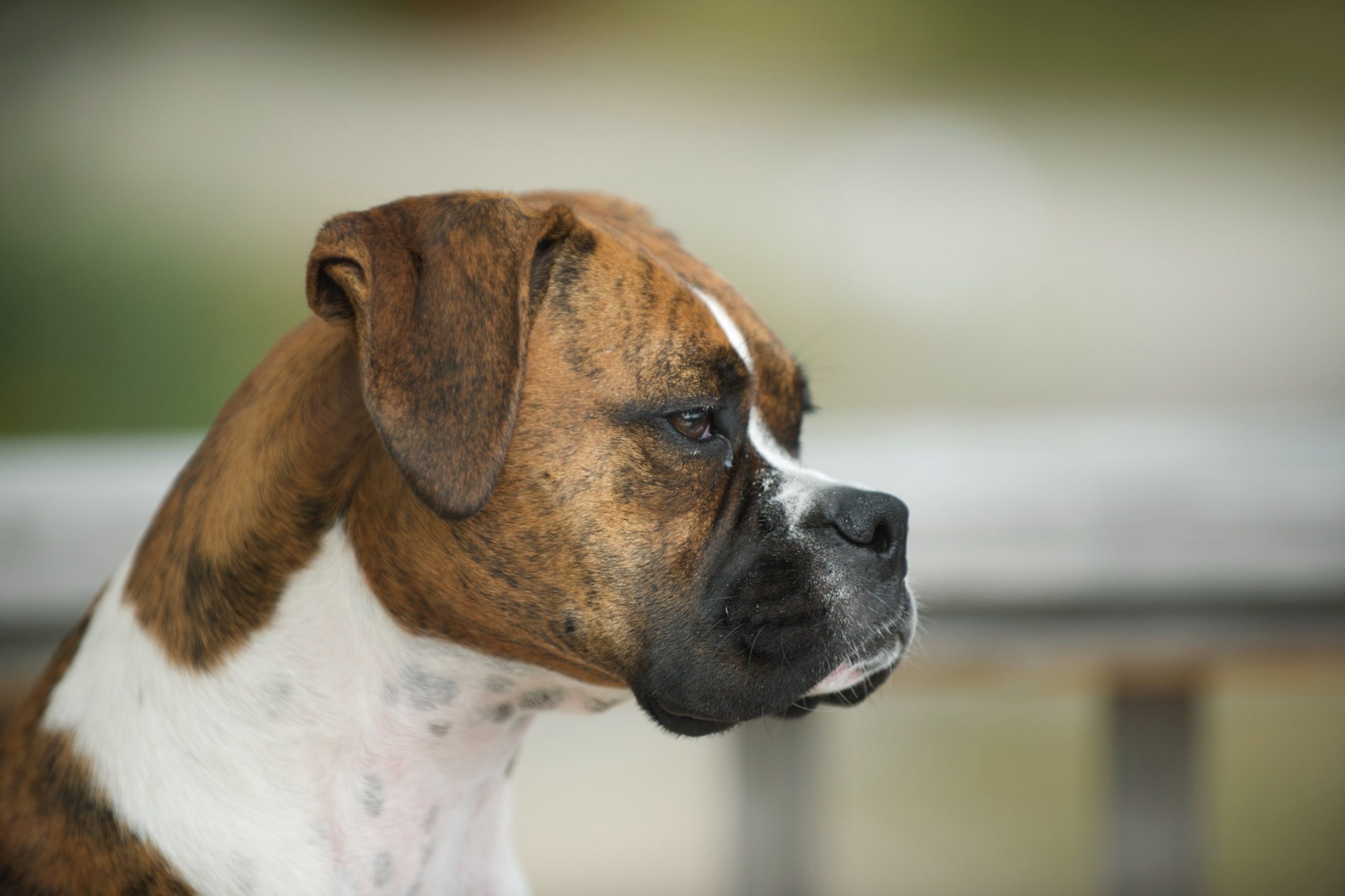 side profile of dog